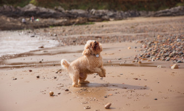 Dog Friendly Holidays in Dorset