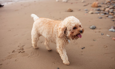 Dog Friendly Holidays in Devon