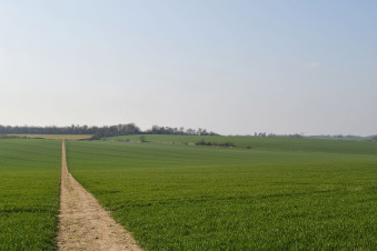 Countryside footpath across green fields in Kent