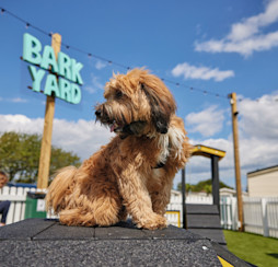 Dog-friendly locations