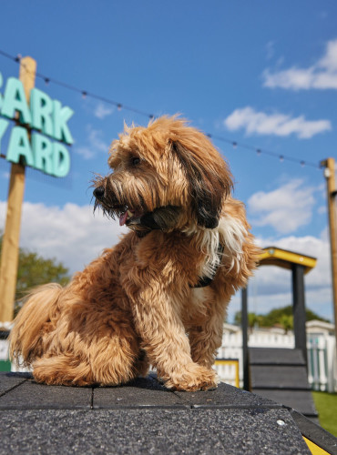Bark Yards at Haven holiday parks