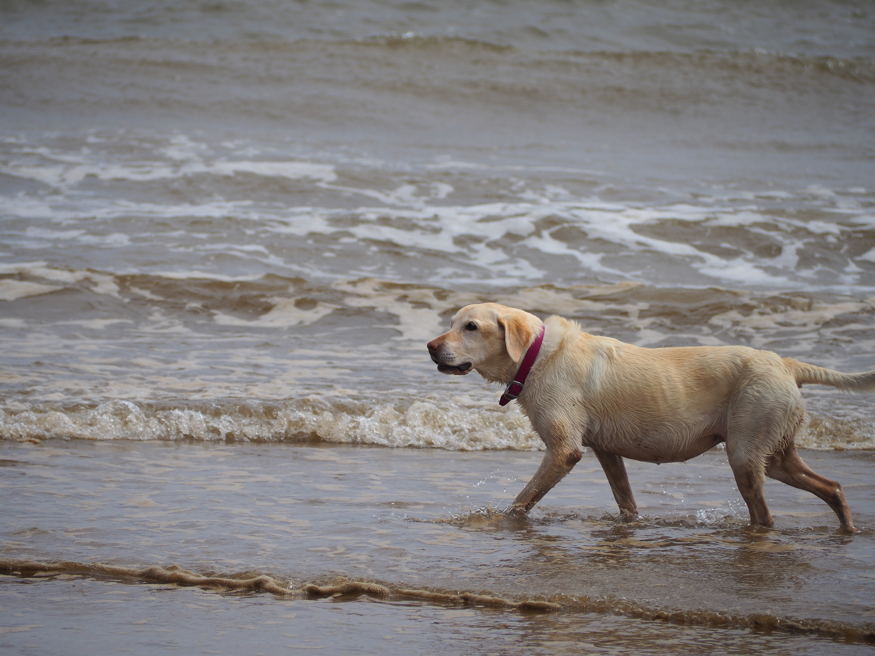 does skegness beach allow dogs