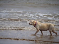 Why Skegness is perfect for a dog-friendly holiday 