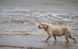 Why Skegness is perfect for a dog-friendly holiday