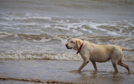Why Skegness is perfect for a dog-friendly holiday 