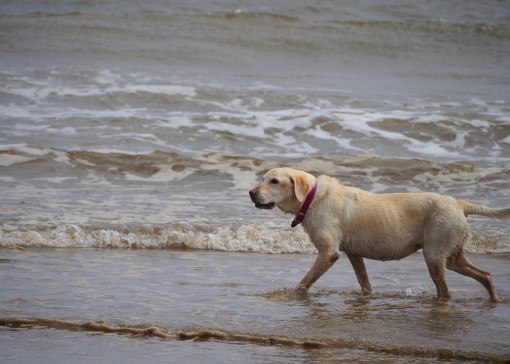 Why Skegness is perfect for a dog-friendly holiday