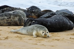 See seals, and pups, in Dorset
