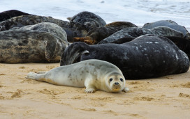 See seals, and pups, in Dorset