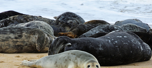 Berwickshire Marine Reserve