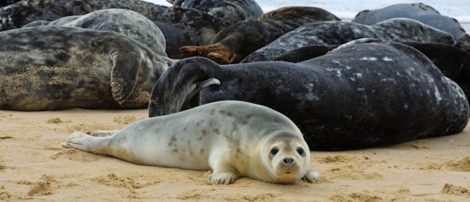 What wildlife will you spot?
