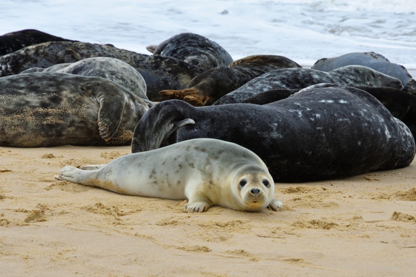 3. See the seals