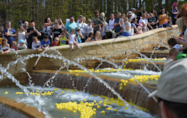 Duck race in the fountains at Alnwick.