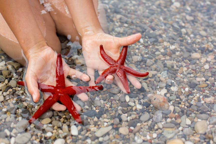 1. Get hands on with a Starfish