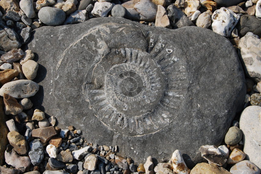 5. Fun with fossils