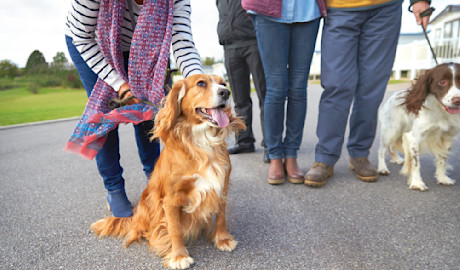 Dog-friendly static caravans for sale