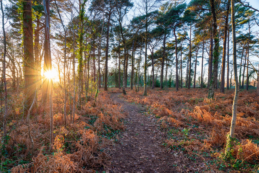 Connect with nature in the Wareham Forest
