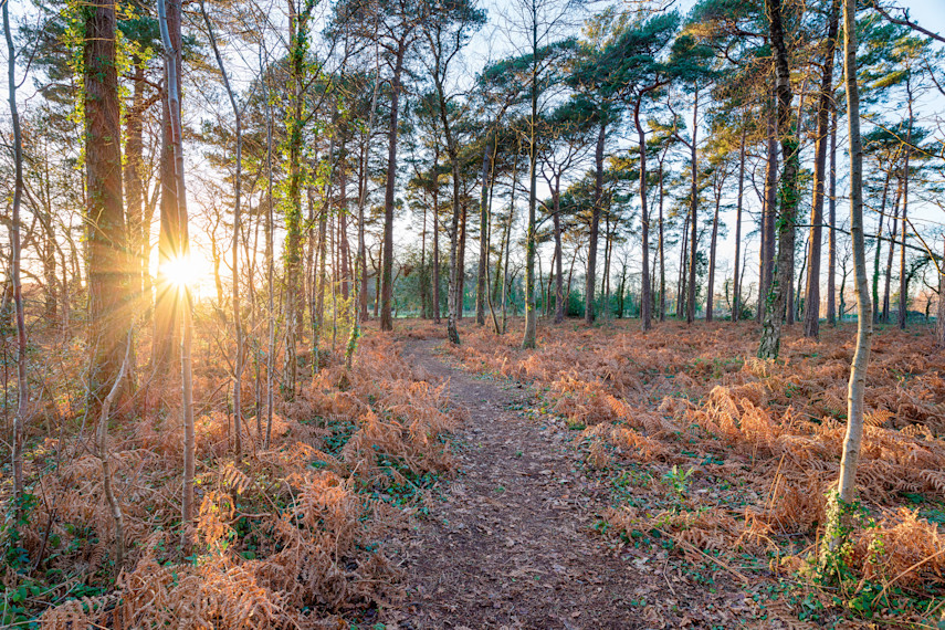 Connect with nature in the Wareham Forest