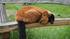 Wildlife Park