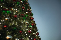 Christmas trees bring the festive cheer to our Haven parks.