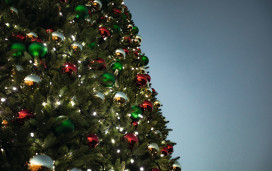 Christmas trees bring the festive cheer to our Haven parks.