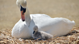Abbotsbury Swannery