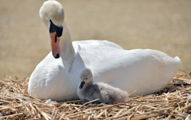 Abbotsbury Swannery