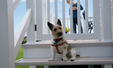 Dog Friendly Holidays in Sussex