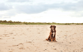 Dog-friendly beaches