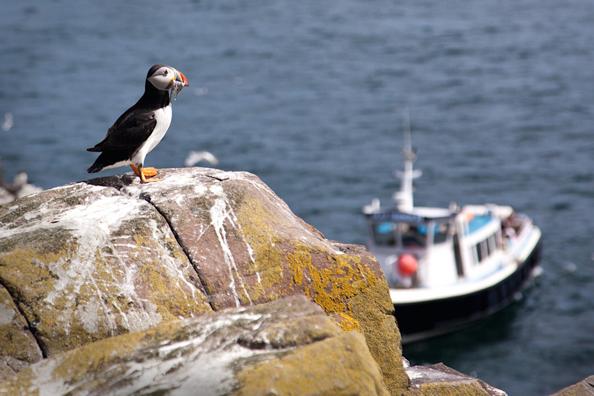 How to get to the Farne Islands