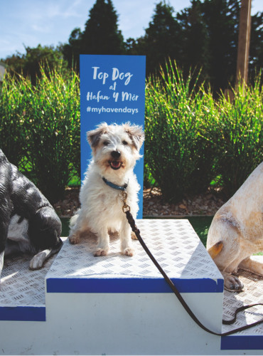 Top dog photo prop