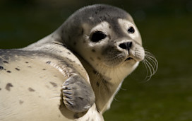 A common seal at Mablethorpe Seal Sanctuary.