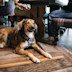 Dog in the restaurant at Kent Coast, Kent