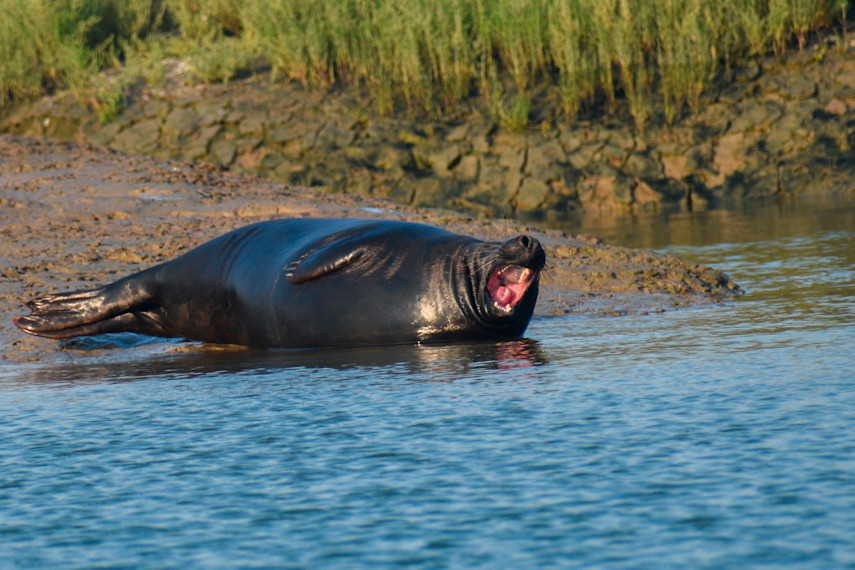 Walton Wildlife Trail, near Walton-on-the-Naze