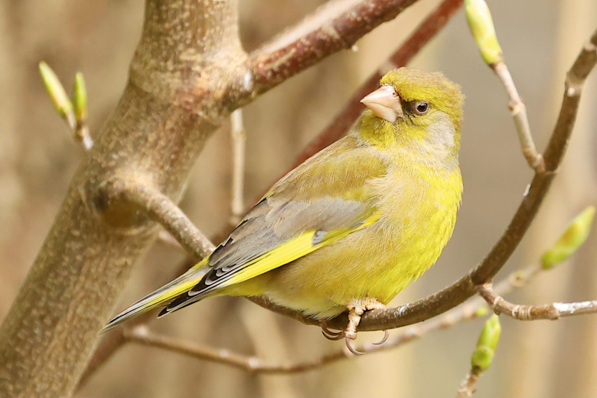 Warnham Local Nature Reserve