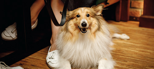 Dog relaxing in generic pub