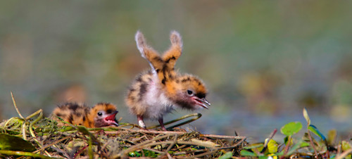 Whiskered Tern