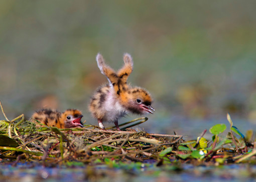Best wildlife and nature reserves in Essex