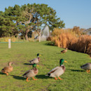 Spotting wildlife at Wild Duck