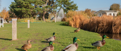 Spotting wildlife at Wild Duck