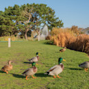 Spotting wildlife at Wild Duck