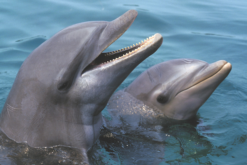 Offshore Island Dolphin Voyage