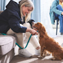 Dogs welcome at Seashore