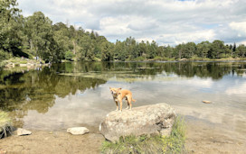 Tarn Hows walk, Coniston