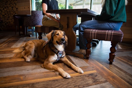 Dog-friendly dining is now available at our parks