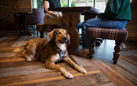 A water bowl will be provided for your pooch