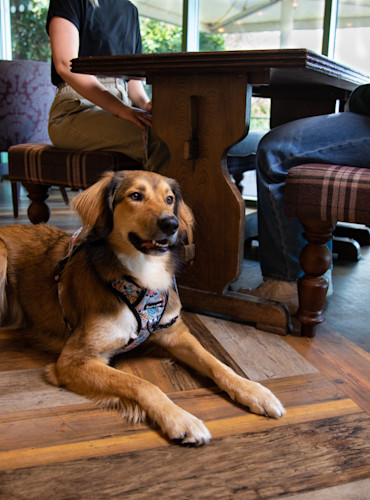Dog-friendly dining