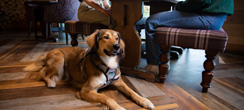 A water bowl will be provided for your pooch