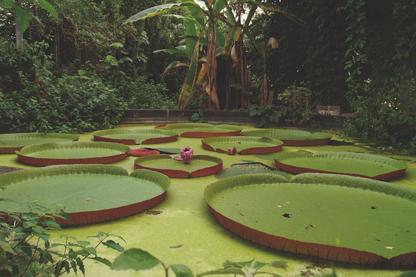 9. Ventnor Botanic Garden