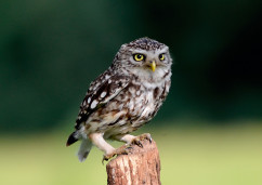 Visit owls in Selsey, Sussex