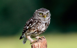 Visit owls in Selsey, Sussex